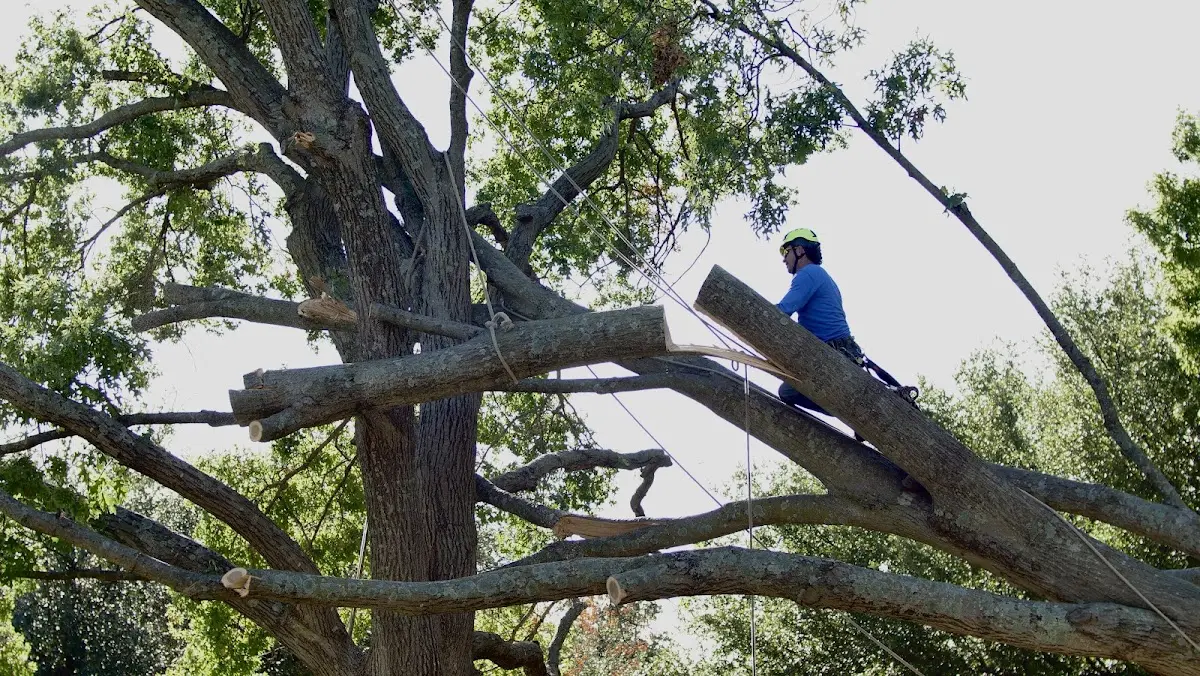 Professional Hazardous Tree Removal performed by certified arborists in Alvarado