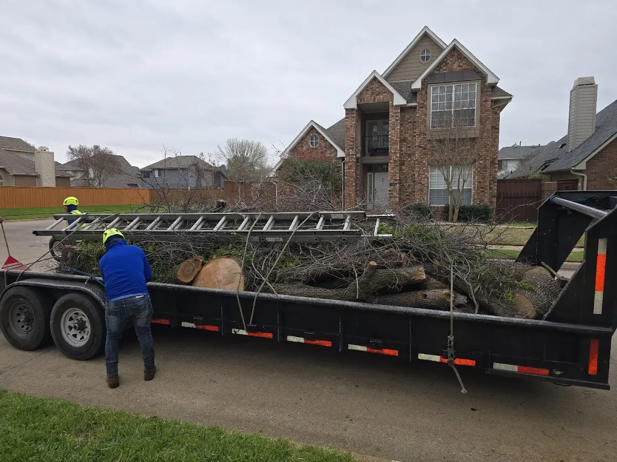 Expert Tree Pest Control with proper safety equipment in Alvarado